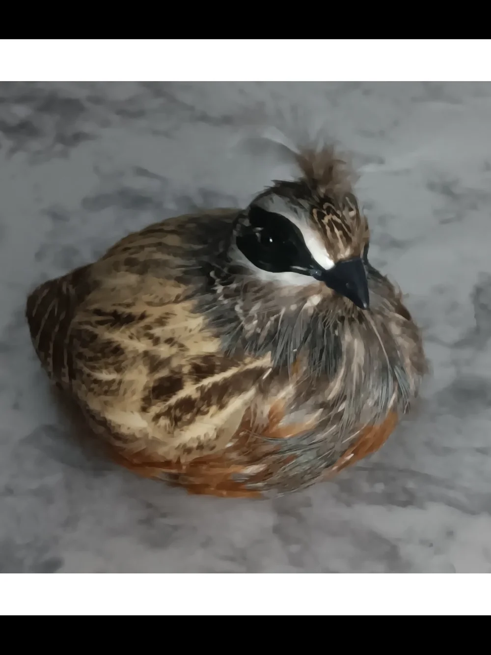 N/A adorable feathered